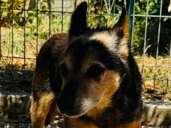 Adotta un cane, taglia media contenuta, maschio, Brescia