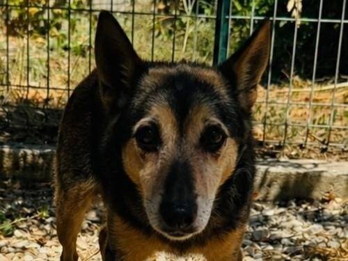 Vuoi adottare un cane a Brescia?