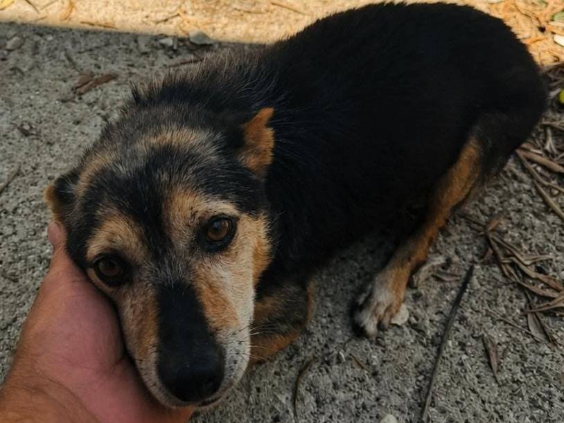 Adotta il cane Oliver a Brescia