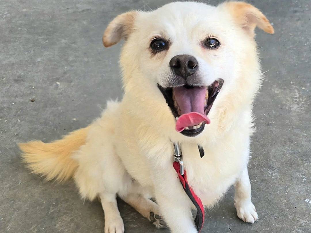 Adozione cane, maschio, Razza sconosciuta Razza sconosciuta, 6 anni e 3 mesi, taglia piccola, Teramo