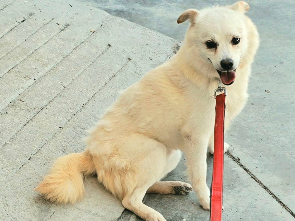 Adotta un cane, maschio, 6 anni e 3 mesi, Teramo