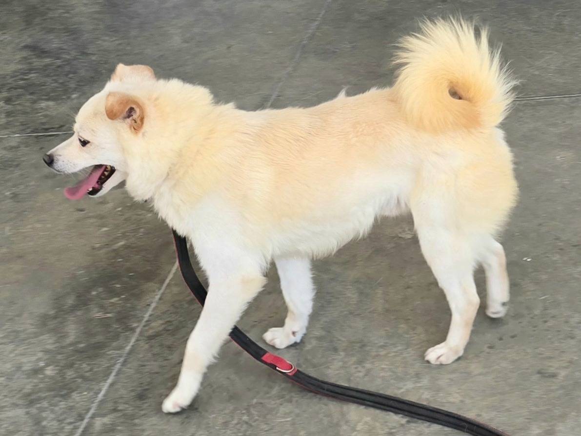Adotta un cane, taglia piccola, maschio, Teramo