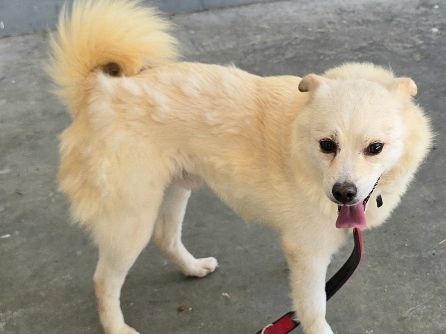 Vuoi adottare un cane a Teramo?