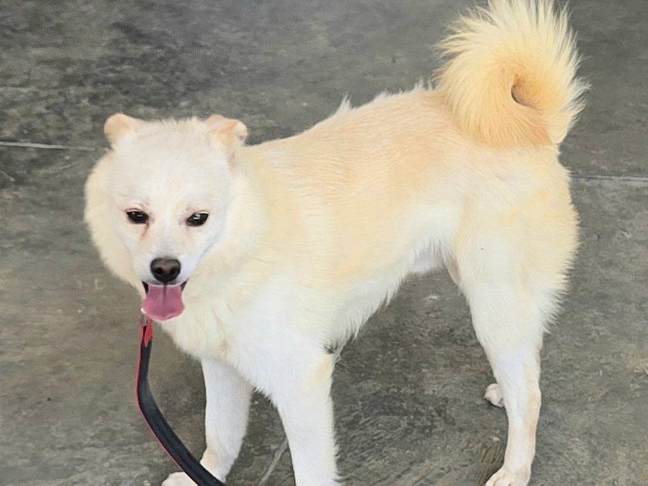 Adotta il cane Leon a Teramo