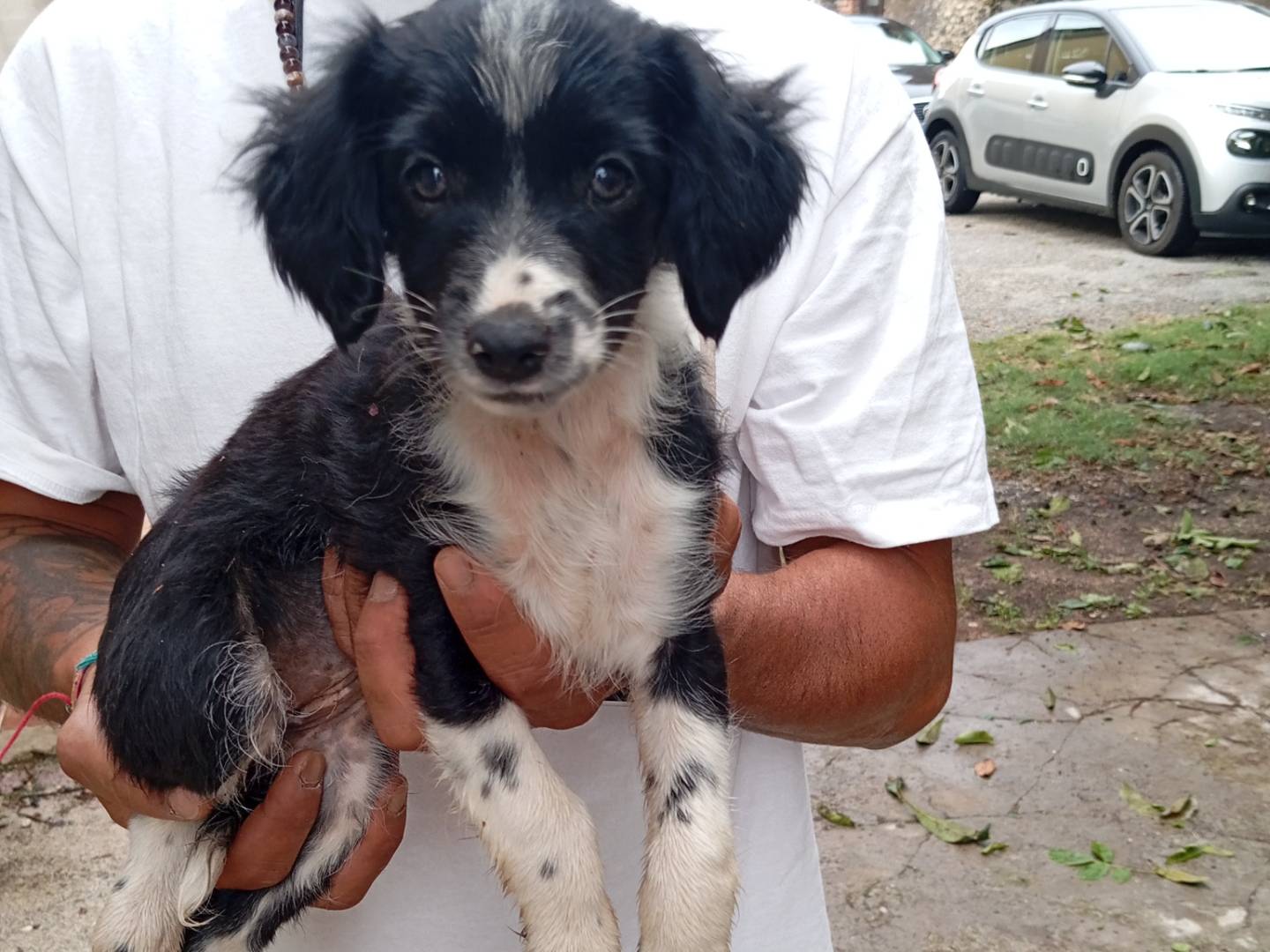 Adozione cane, femmina, Razza sconosciuta Razza sconosciuta, 3 mesi, taglia piccola, Frosinone