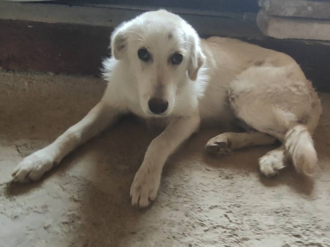 Adozione cane, femmina, Golden Retriever Pastore maremmano, 6 mesi, taglia grande, Vibo