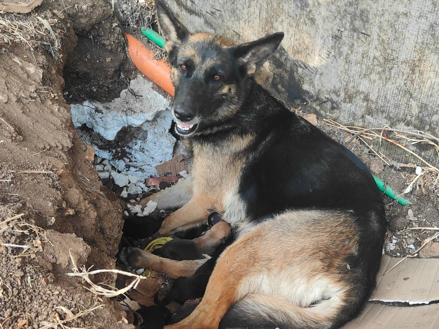 Adozione cane, femmina, Pastore tedesco Razza sconosciuta, 3 anni e 3 mesi, taglia grande, Vibo