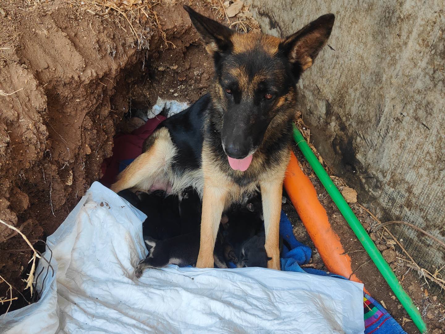 Adotta un cane, femmina, 3 anni e 3 mesi, Vibo