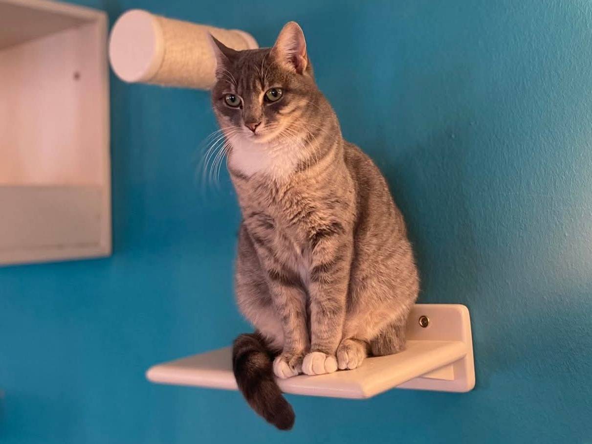 Adozione gatto, femmina, Razza sconosciuta Razza sconosciuta, 2 anni e 5 mesi, taglia non valida, Parma