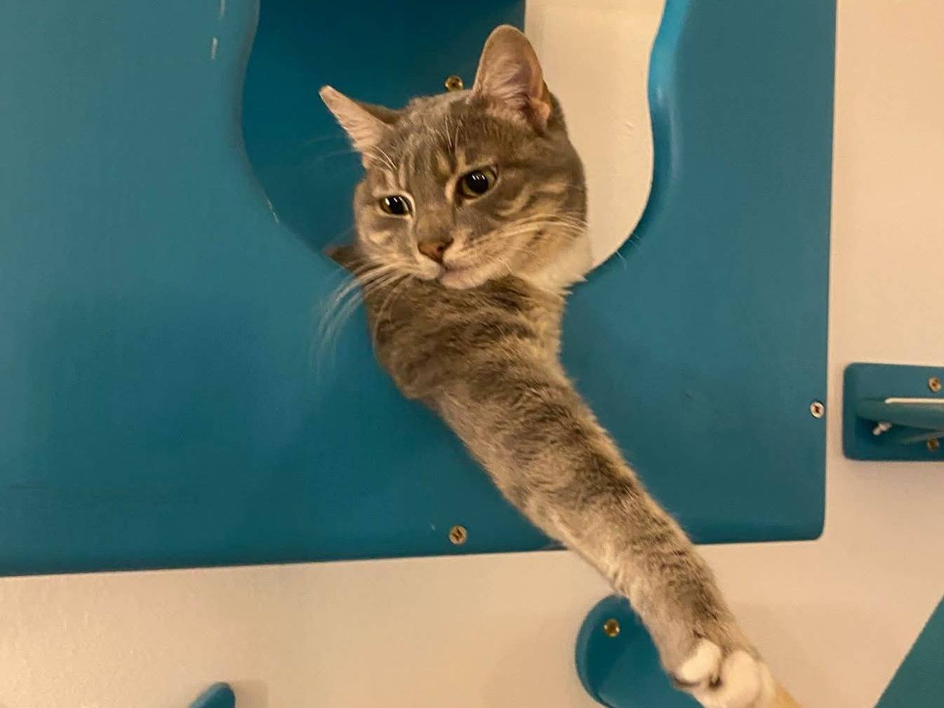 Adotta un gatto, femmina, 2 anni e 5 mesi, Parma