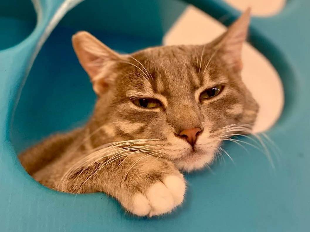 Adotta un gatto, taglia non valida, femmina, Parma