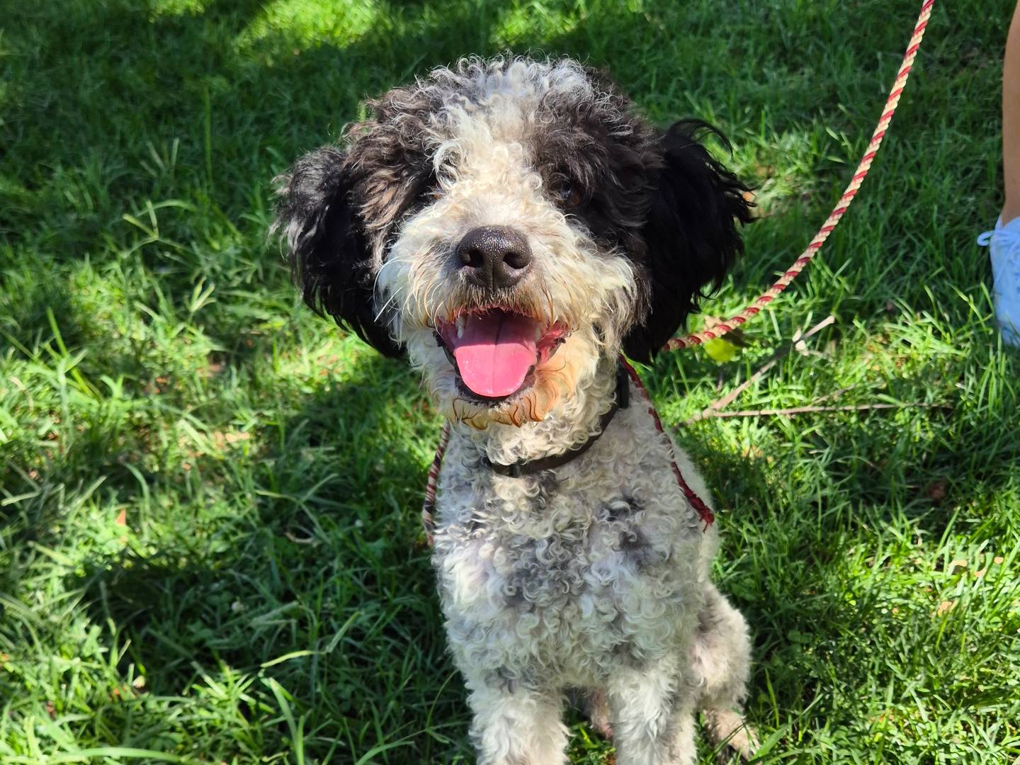 Adozione cane, maschio, Lagotto Razza sconosciuta, 1 anno e 1 mese, taglia media contenuta, Barletta