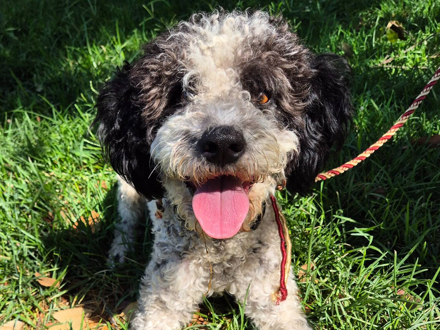 Adotta un cane, maschio, 1 anno e 1 mese, Barletta