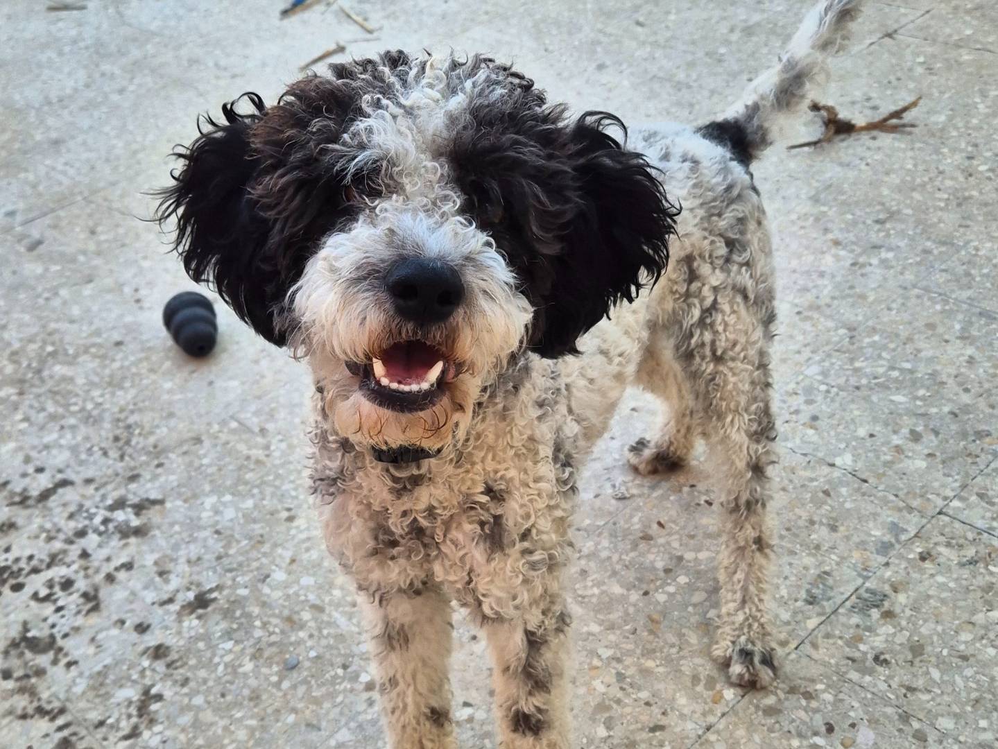 Adotta un cane, taglia media contenuta, maschio, Barletta