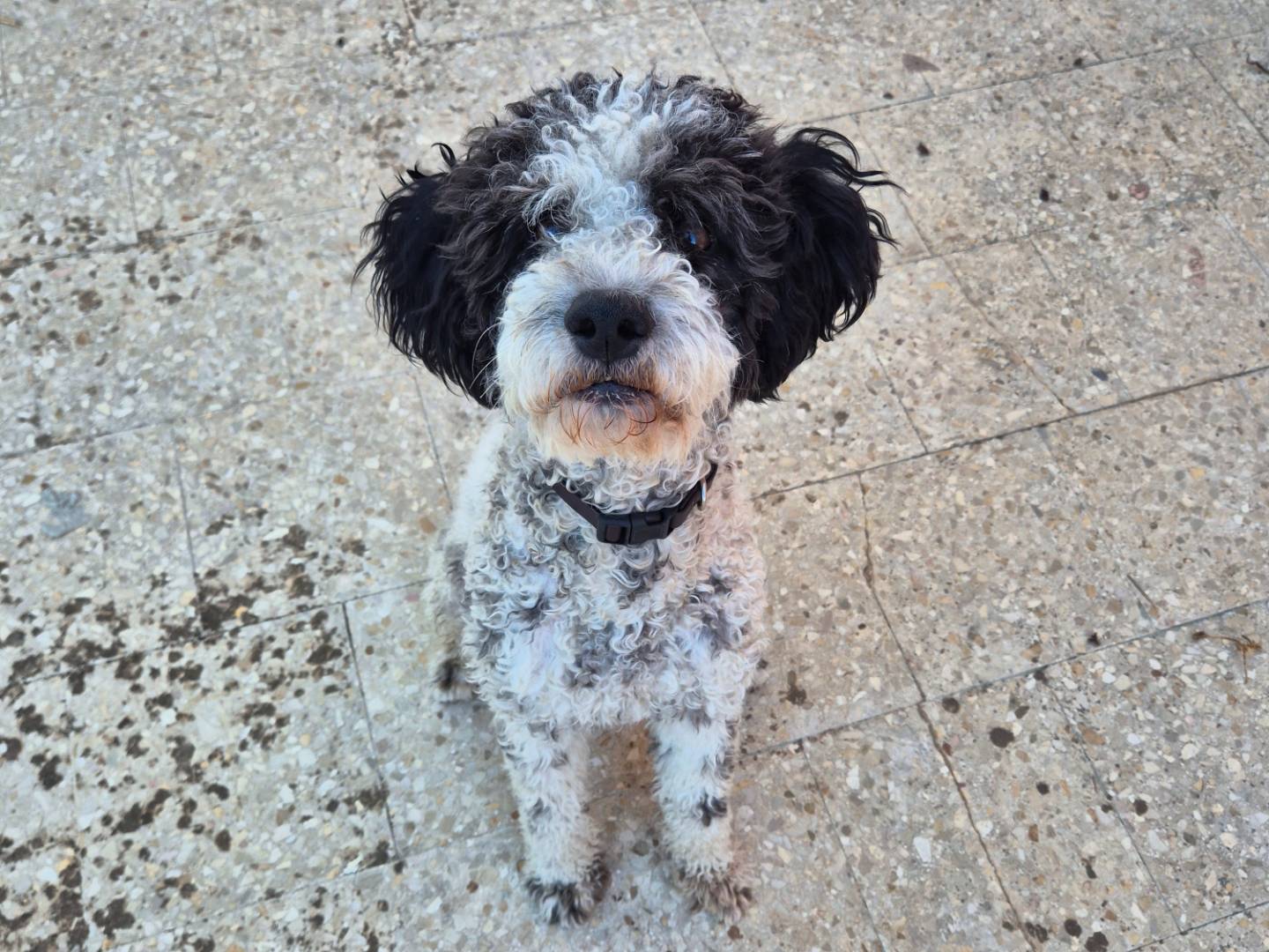 Vuoi adottare un cane a Barletta?