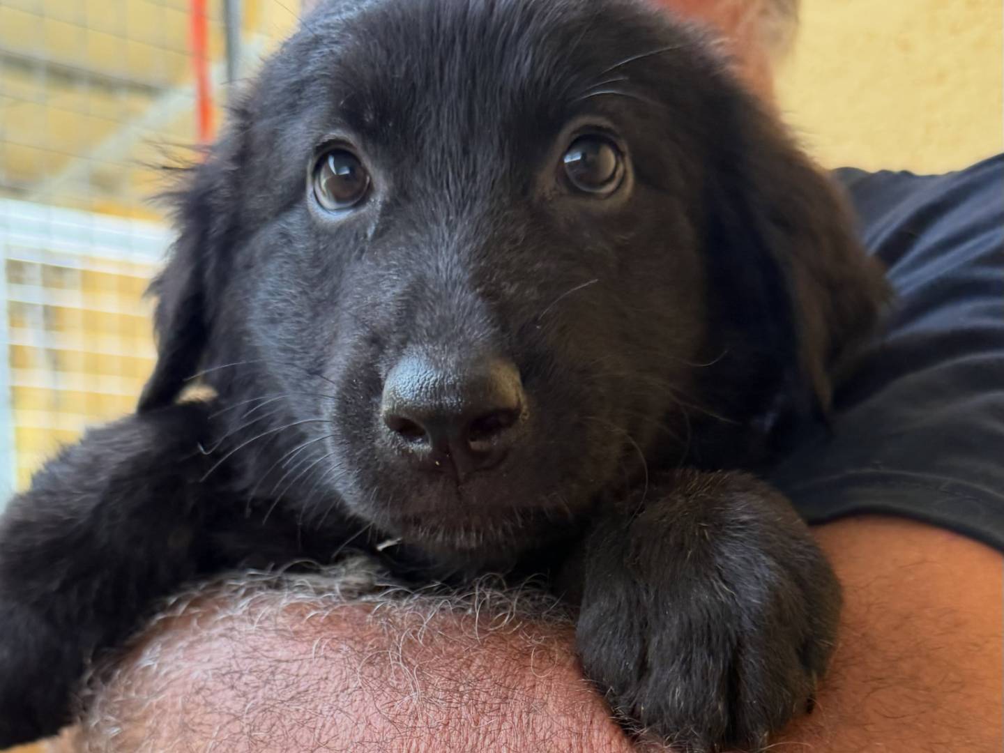 Adozione cane, femmina, Razza sconosciuta Razza sconosciuta, 3 mesi, taglia media, Matera