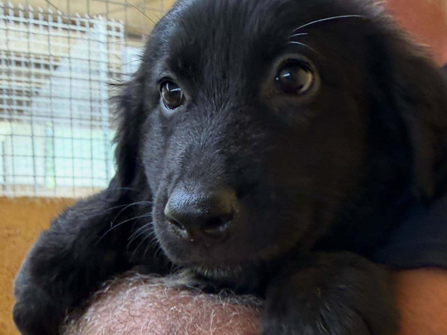Adotta un cane, femmina, 3 mesi, Matera