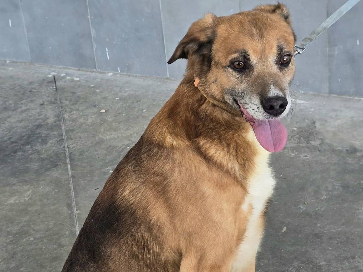 Adozione cane, maschio, Razza sconosciuta Razza sconosciuta, 4 anni e 2 mesi, taglia media contenuta, Teramo
