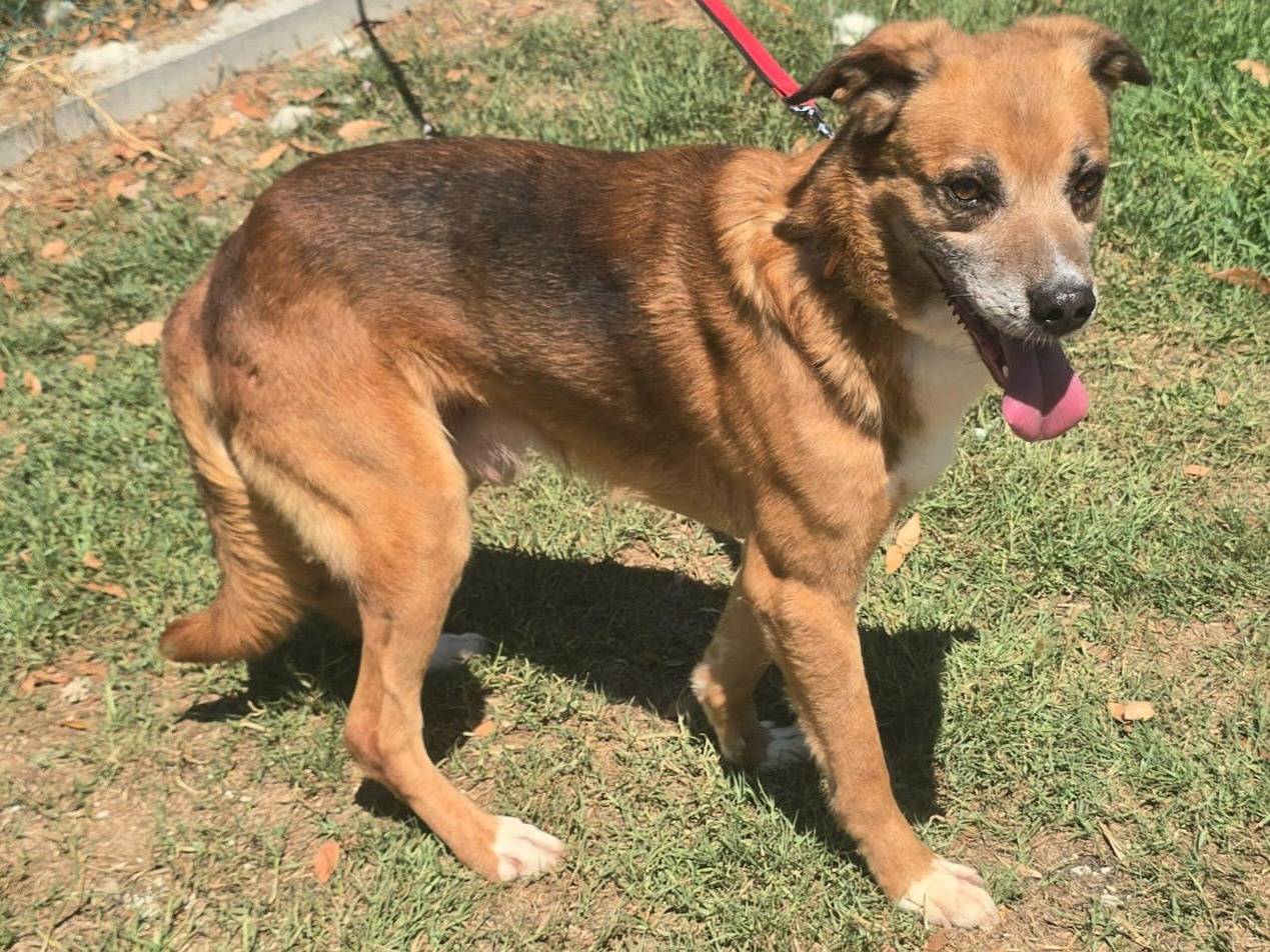 Adotta un cane, maschio, 4 anni e 2 mesi, Teramo