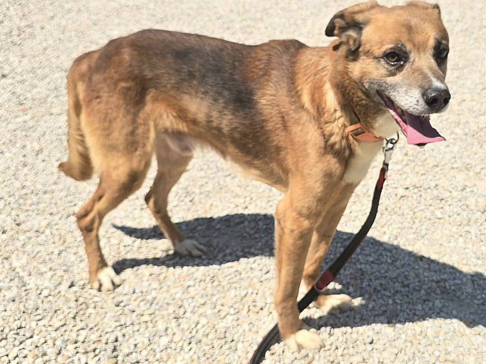 Adotta un cane, taglia media contenuta, maschio, Teramo