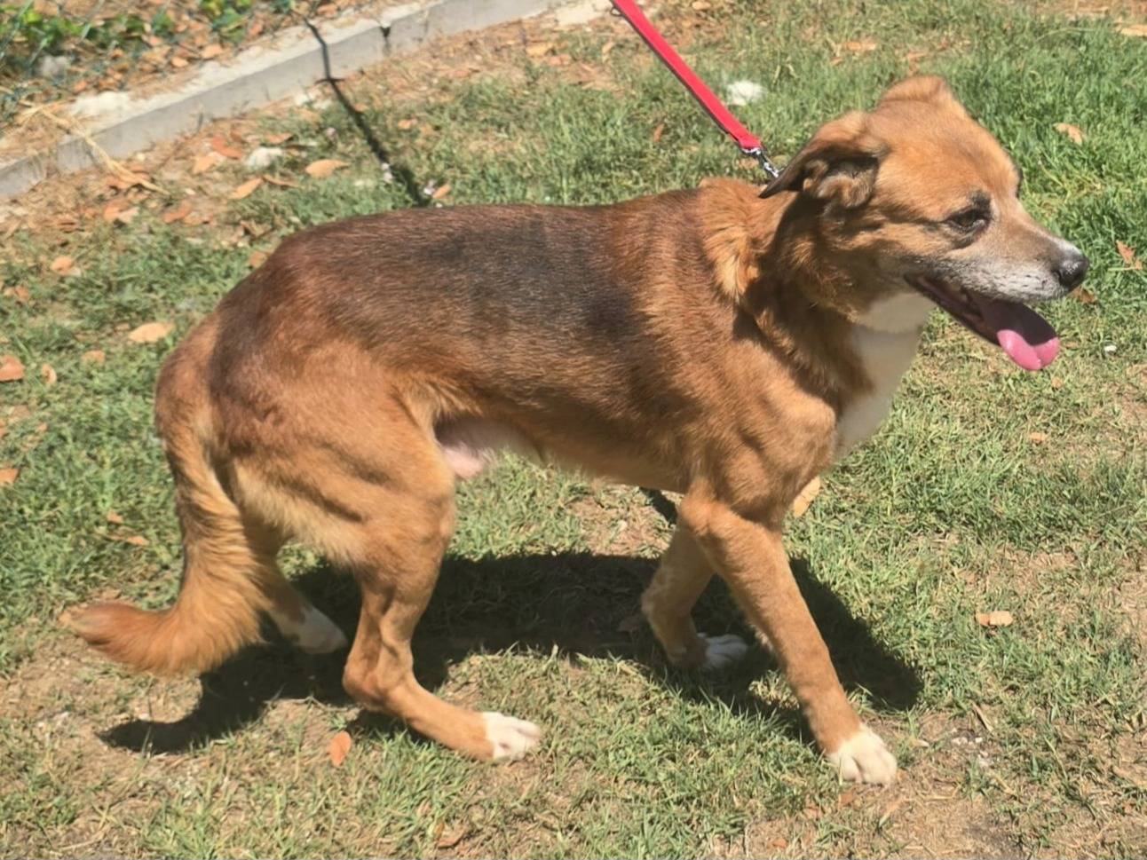 Vuoi adottare un cane a Teramo?
