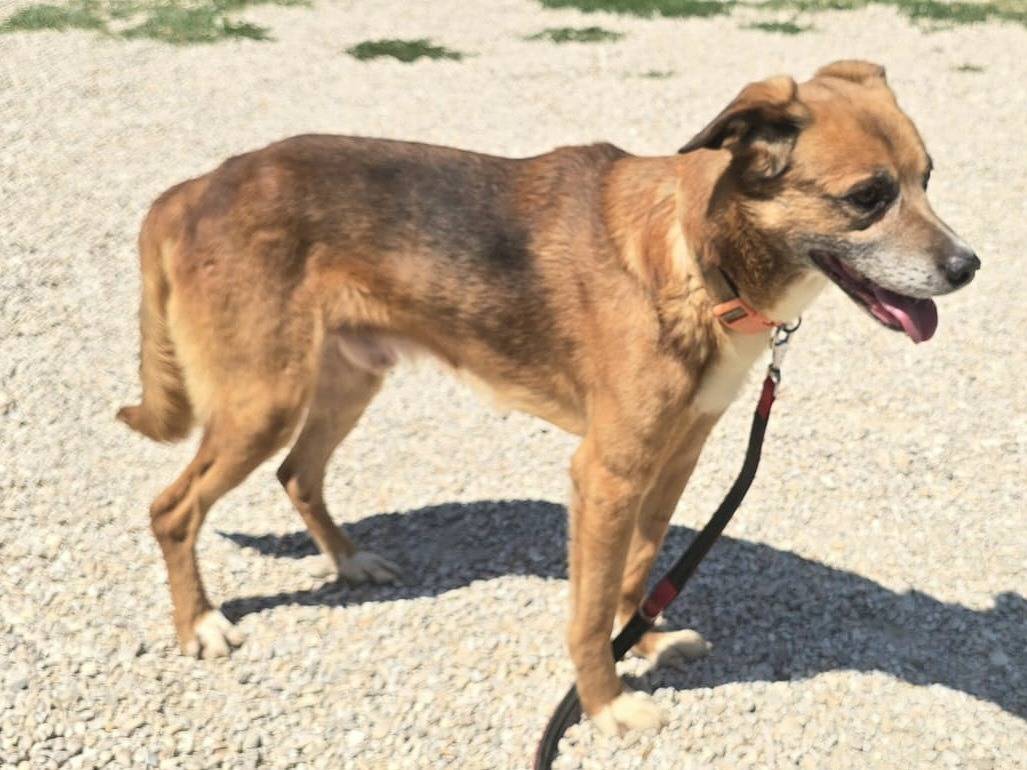 Adotta il cane Jerry  a Teramo