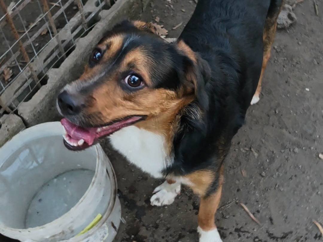 Adotta un cane, maschio, 1 anno e 6 mesi, Napoli
