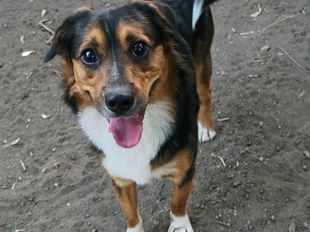 Vuoi adottare un cane a Napoli?