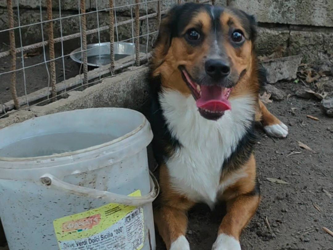 Adotta il cane jack a Napoli