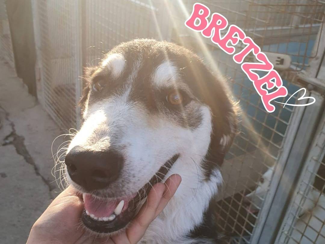 Adozione cane, femmina, Razza sconosciuta Razza sconosciuta, 1 anno e 3 mesi, taglia media, Crotone