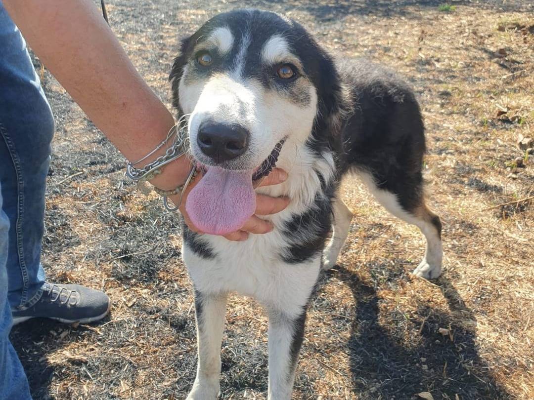 Adotta un cane, femmina, 1 anno e 3 mesi, Crotone