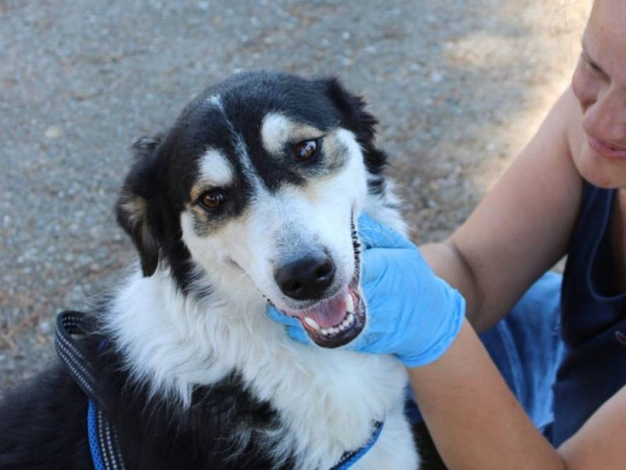 Adotta un cane, taglia media, femmina, Crotone