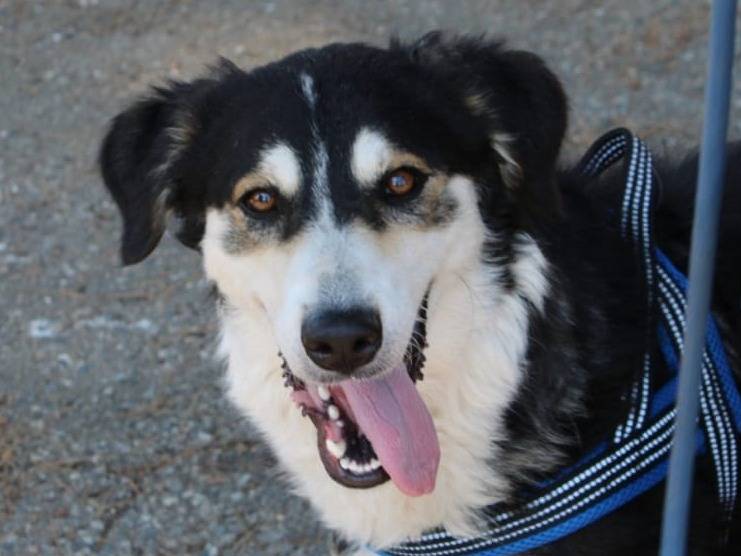 Vuoi adottare un cane a Crotone?