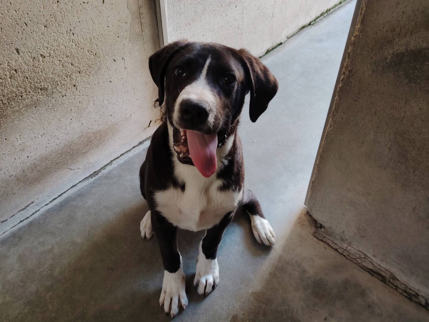 Adotta un cane, maschio, 7 mesi, Roma