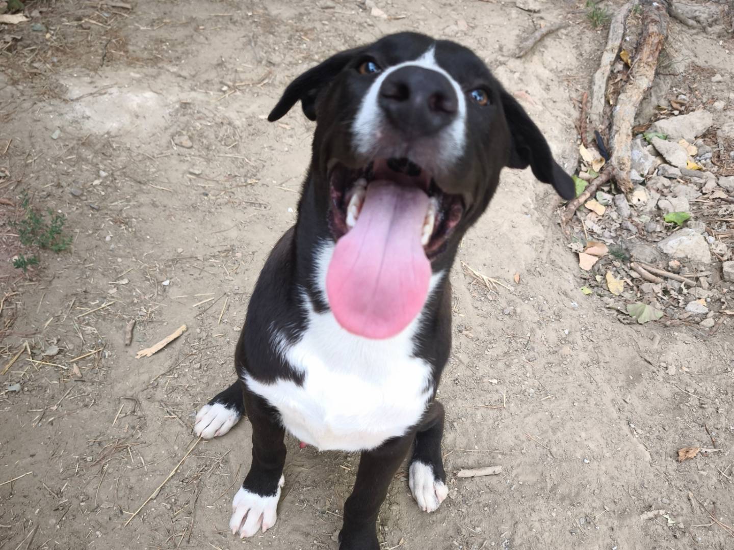 Adozione cane, maschio, Segugio Pitbull, 7 mesi, taglia media contenuta, Roma