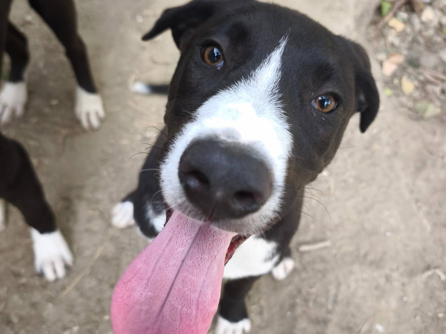 Adotta un cane, maschio, 7 mesi, Roma
