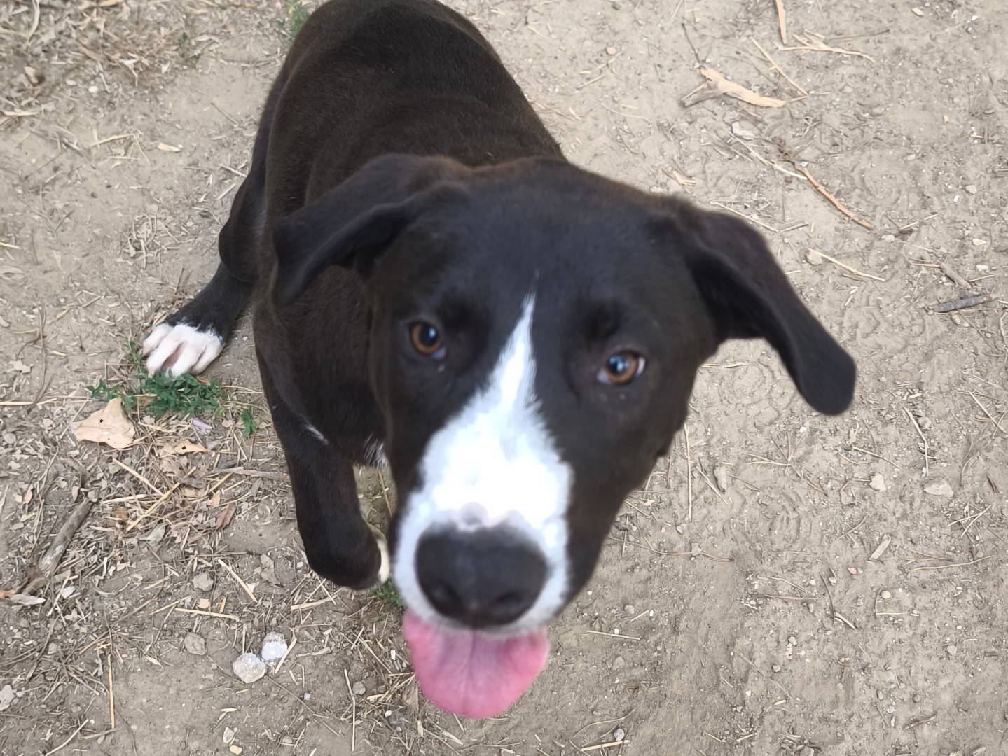 Adotta un cane, taglia media contenuta, maschio, Roma