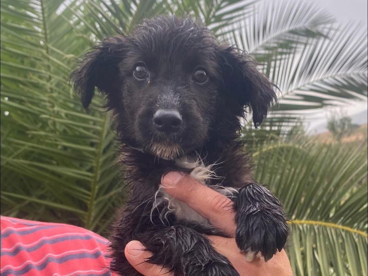 Adozione cane, maschio, Razza sconosciuta Razza sconosciuta, 3 mesi, taglia media, Trapani