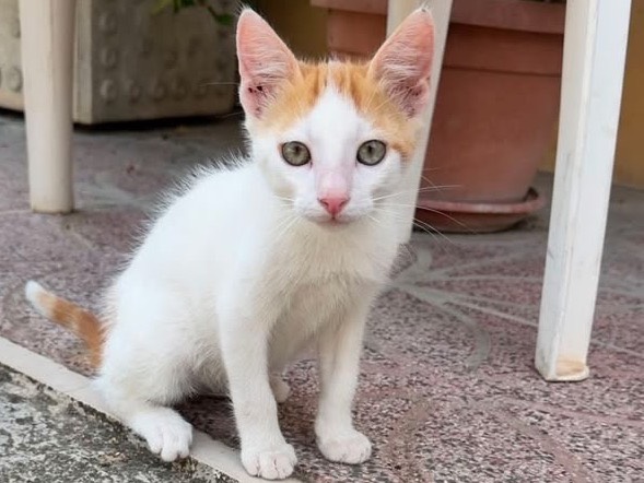Adozione gatto, maschio, Razza sconosciuta Razza sconosciuta, 3 mesi, taglia non valida, Frosinone