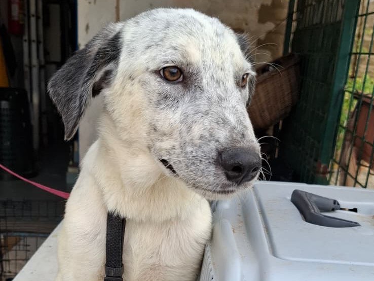 Adozione cane, maschio, Razza sconosciuta Razza sconosciuta, 6 mesi, taglia grande, Foggia