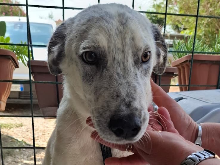 Adotta un cane, maschio, 6 mesi, Foggia