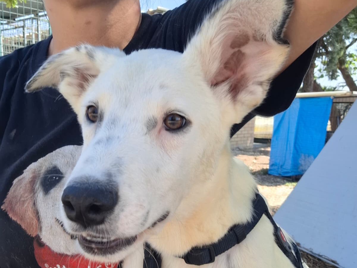 Adozione cane, maschio, Razza sconosciuta Razza sconosciuta, 6 mesi, taglia grande, Foggia