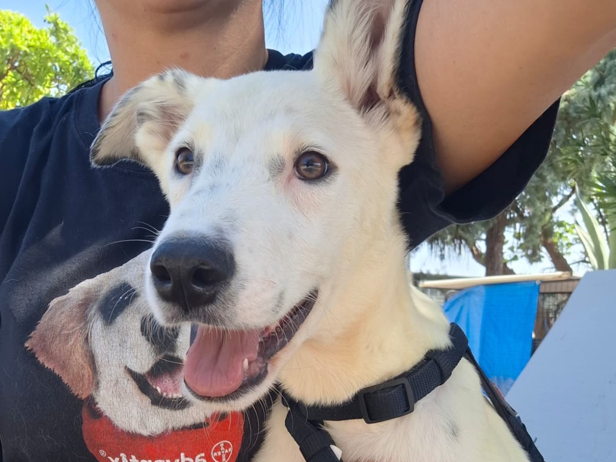 Adotta un cane, maschio, 6 mesi, Foggia