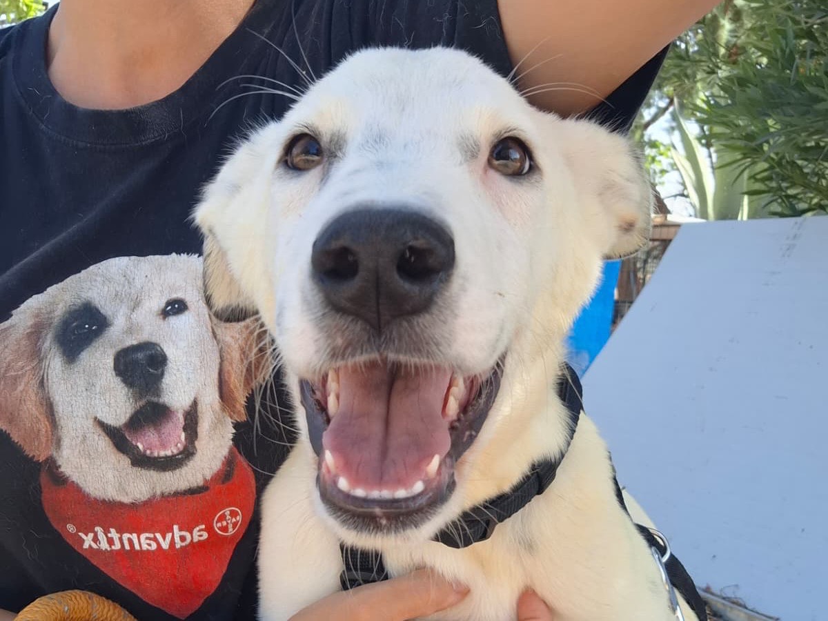 Adotta un cane, taglia grande, maschio, Foggia