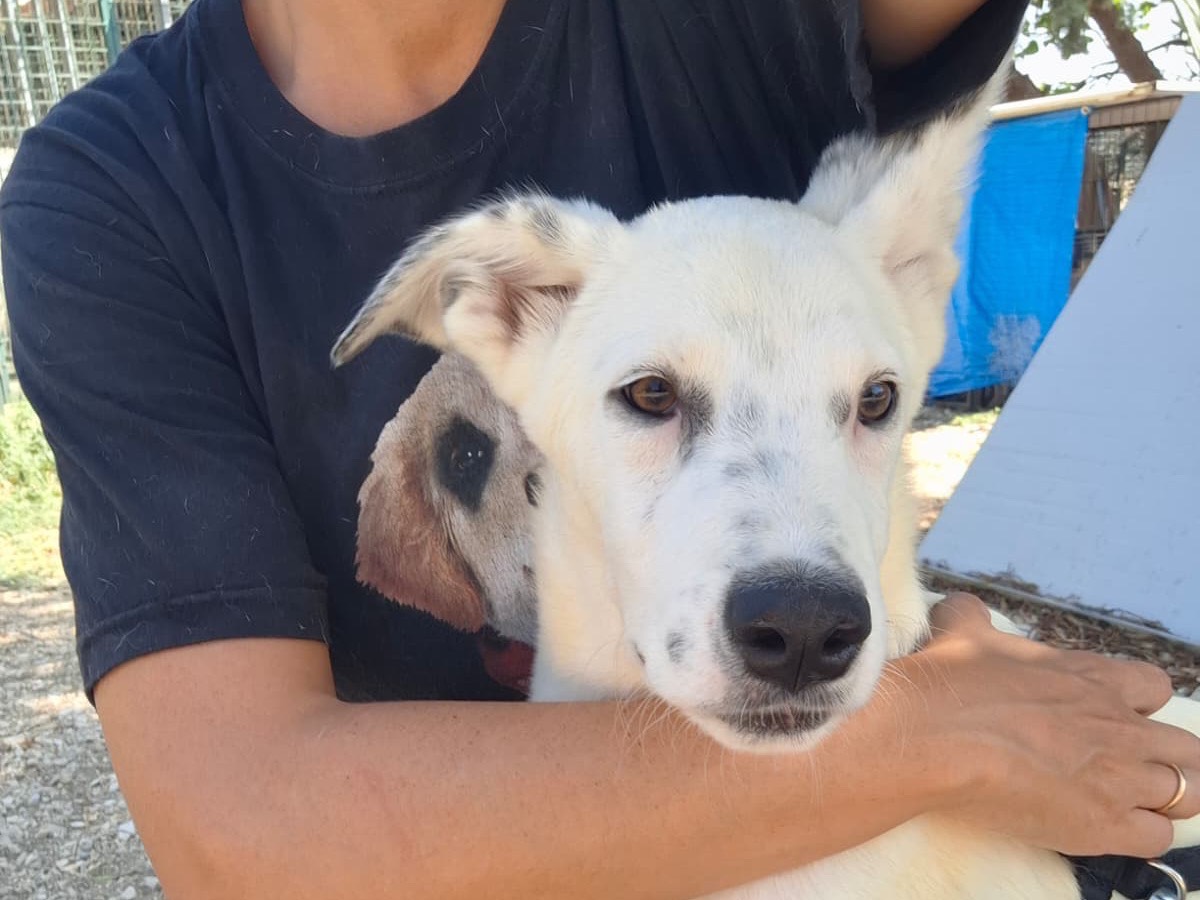 Vuoi adottare un cane a Foggia?