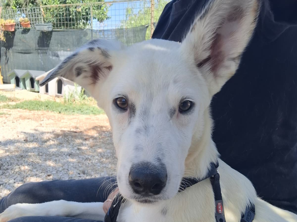 Adotta il cane Asterix a Foggia