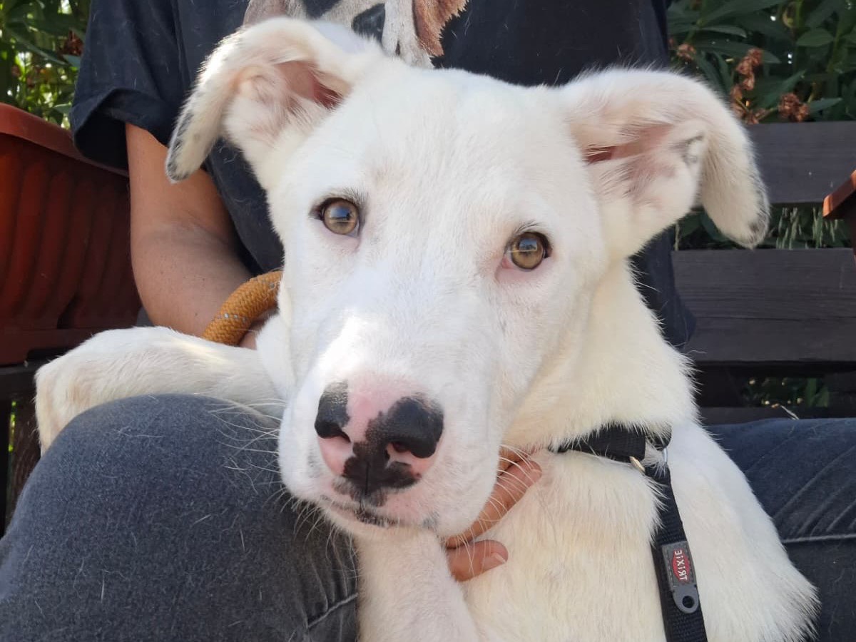 Adozione cane, maschio, Razza sconosciuta Razza sconosciuta, 6 mesi, taglia grande, Foggia