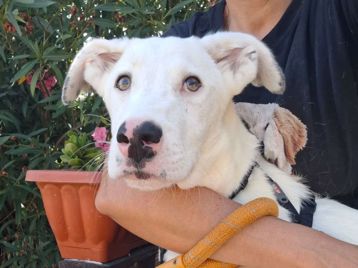 Adotta un cane, maschio, 6 mesi, Foggia