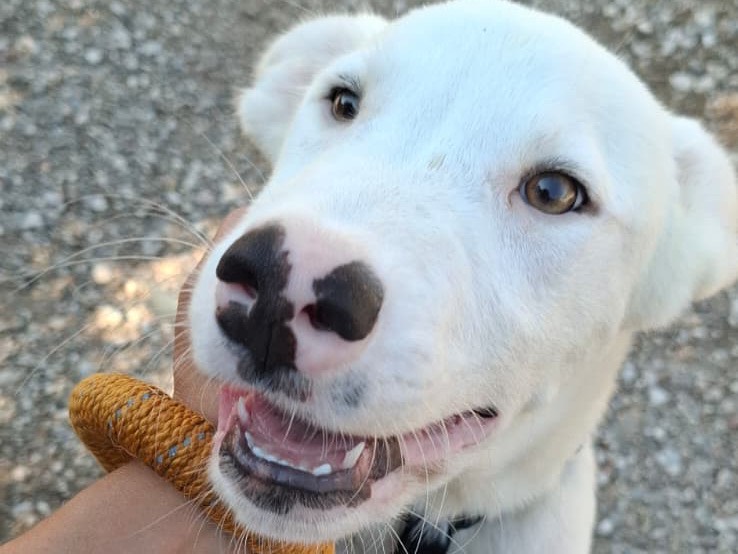 Vuoi adottare un cane a Foggia?