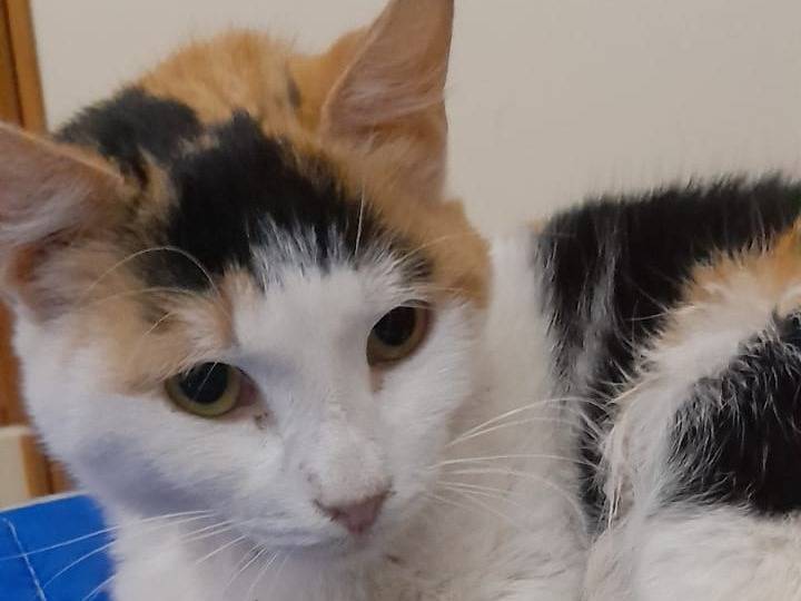Adozione gatto, femmina, Razza sconosciuta Razza sconosciuta, 4 anni e 2 mesi, taglia non valida, Genova